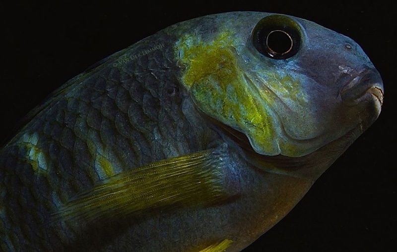 Tropheus sp. 'lukuga' Kabimba